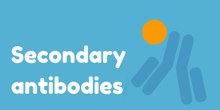 secondary_antibodies